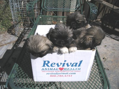 peke puppies in a box